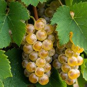 Cluster of ripe, golden Muscat of Alexandria grapes with dewdrops, surrounded by vibrant green leaves, showcasing fresh vineyard produce in natural sunlight.